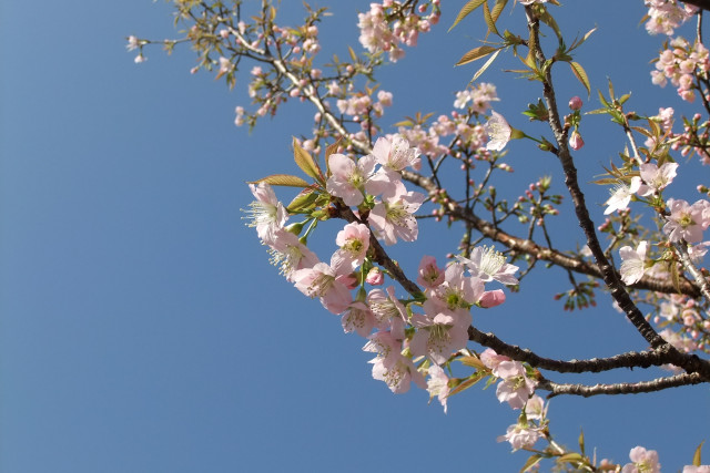 ヒマラヤ桜